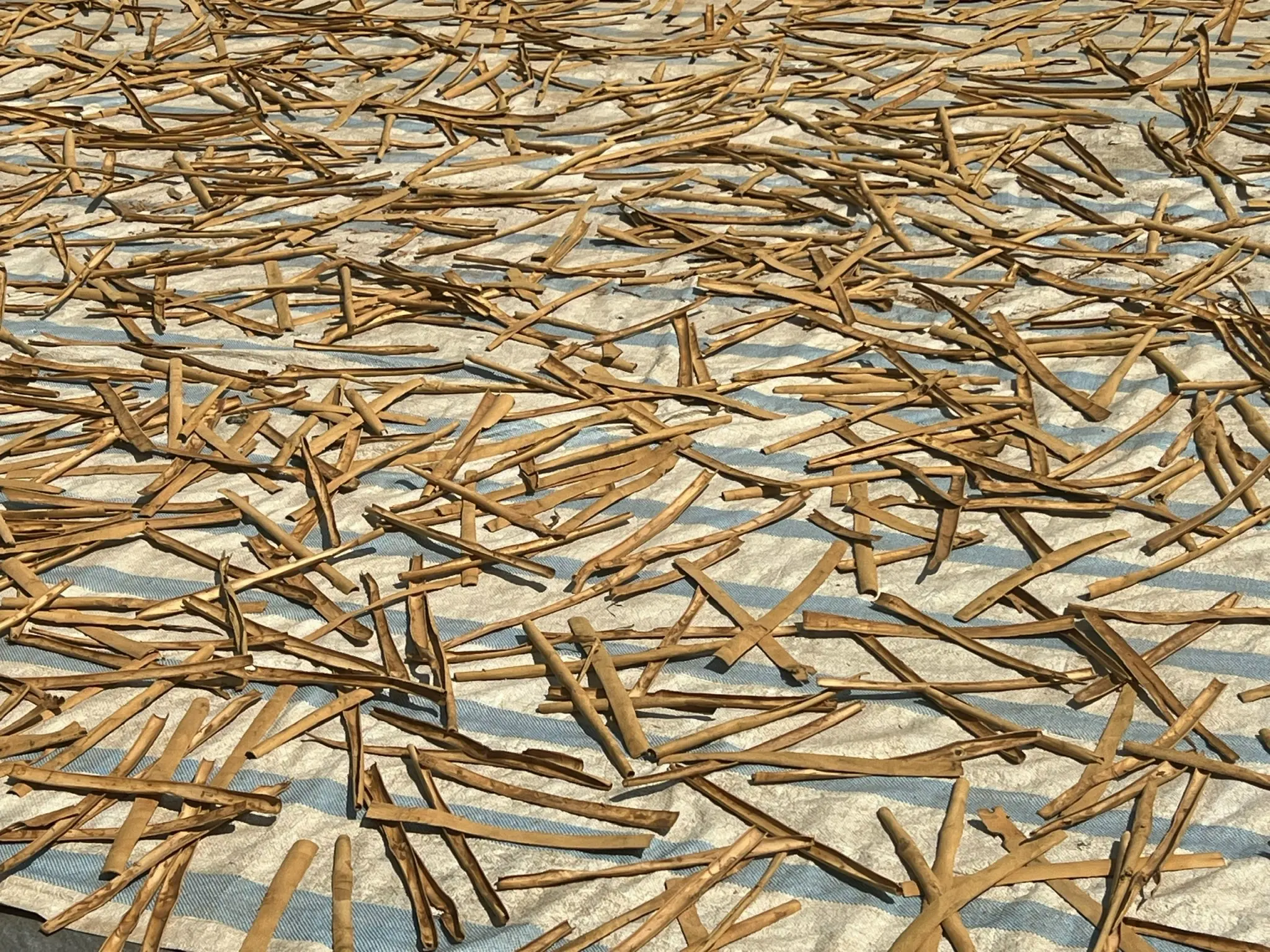 cigarette cassia sticks Hot product spices & herbs100% Natural Dried Cinnamon from Vietnam(+84 393 411 961)