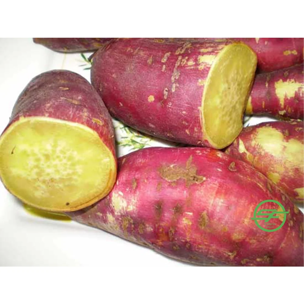 High Quality Customized Low MOQ Fresh Sweet Potato Vietnamese Yellow Sweet Potatoes From Vietnam