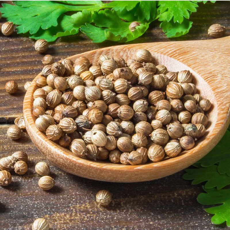 Wholesale High Quality Organic Coriander Seeds Flavored Coriander Seeds Ground Guangxi Natural AD Raw Coriander Seeds