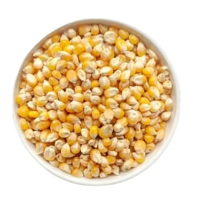 Hot Selling Yellow corn for animal feed available for export