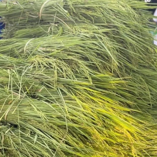 300g Jasmine Rice Milk Extract Body Skin Moisturizing Cream from Thailand Made in Thailand