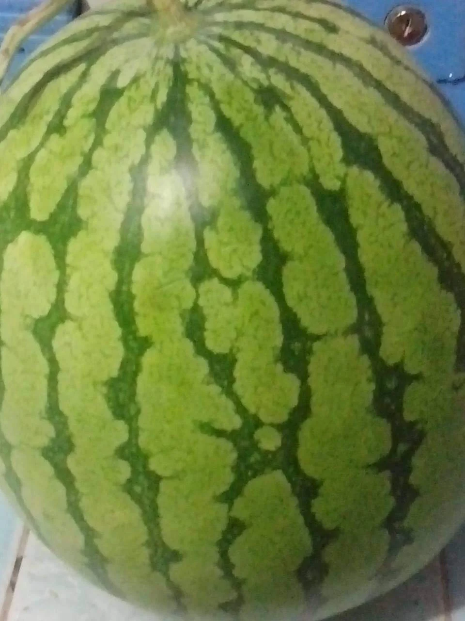 Fresh fruits Watermelon