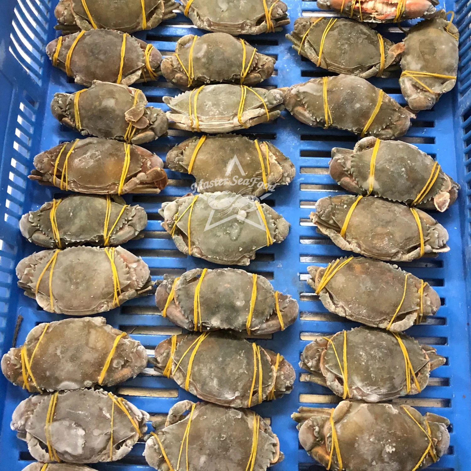 Mud Crab Frozen IQF Best Quality Master Seafood Product Size 300-1000gm Origin Bangladesh Wholesale offer Price