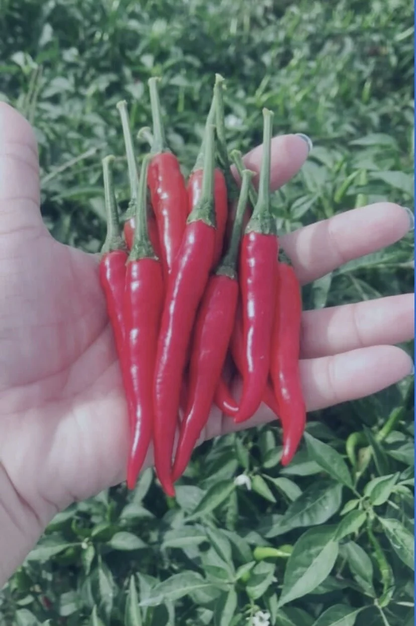  Черный чай православный черный OPA органический свежий из Вьетнама