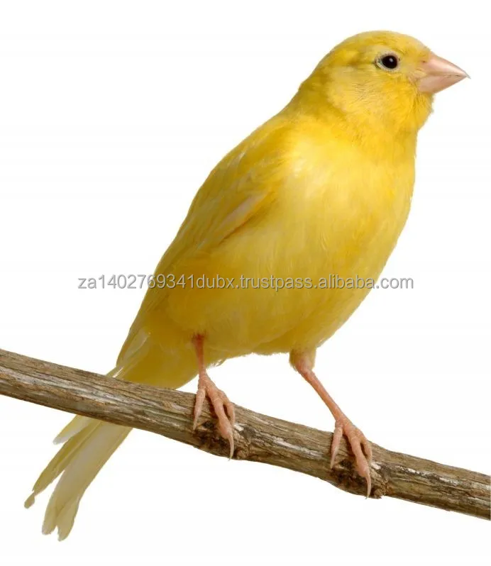 canary_1.jpg