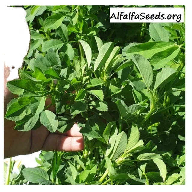 Alfalfa Seeds