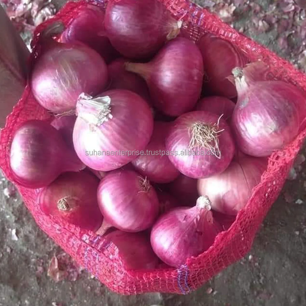 Onion_Pic_4.png
