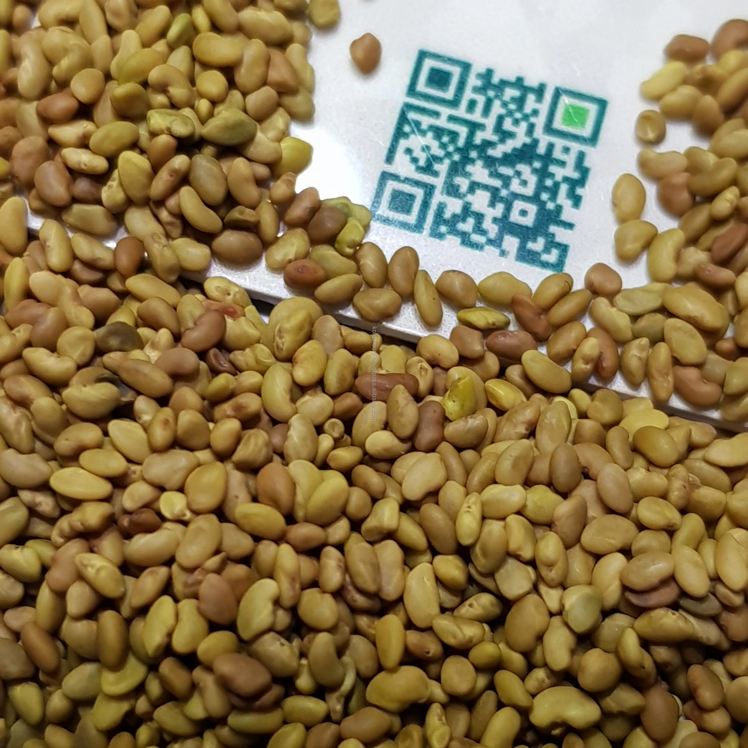 Top Quality Kohenoor A1 Alfalfa Seed