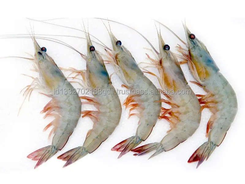 Direct Factory High Quality Wholesale White Shrimp/Fresh Water Prawn/Frozen Vannamei Shrimp Feed From Indonesia