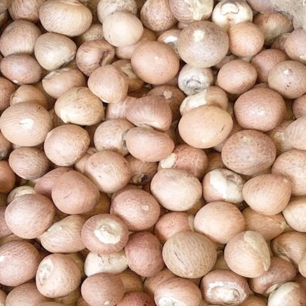 Best Selling Export Quality Areca Whole Betel Nut High Quality Betel Nuts Products From Thailand