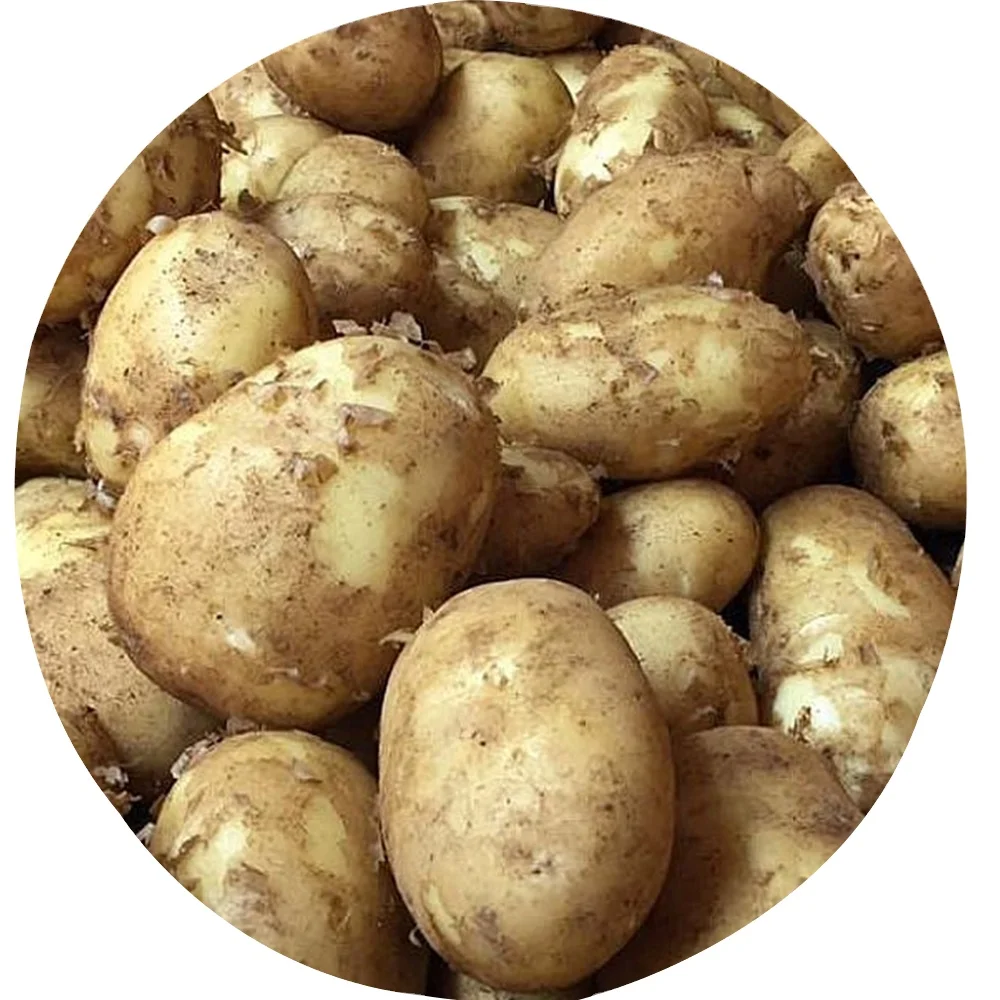 Crop Fresh potato  Export Wholesale Price From Bangladesh Cheap Price Direct From Land