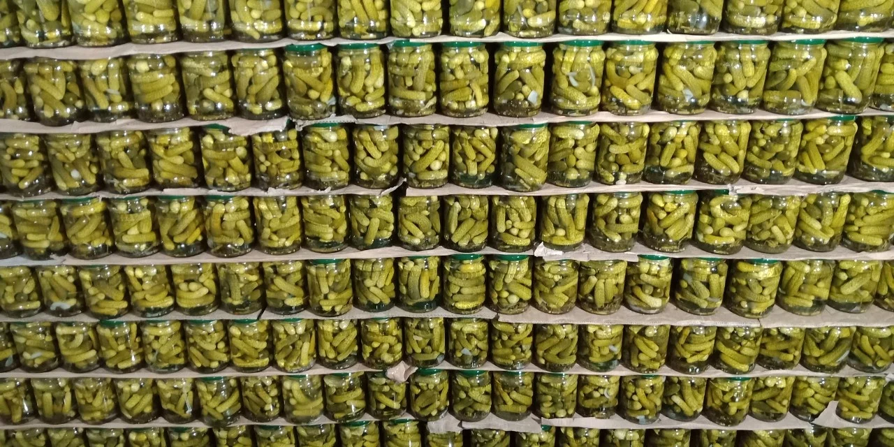 720ml PICKLED MIDDLE CUCUMBER GHERKINS IN BRINE GLASS JAR GREEN LIDS OEM PACKING WITH COMPETITIVE PRICE FROM VIETNAM FACTORY