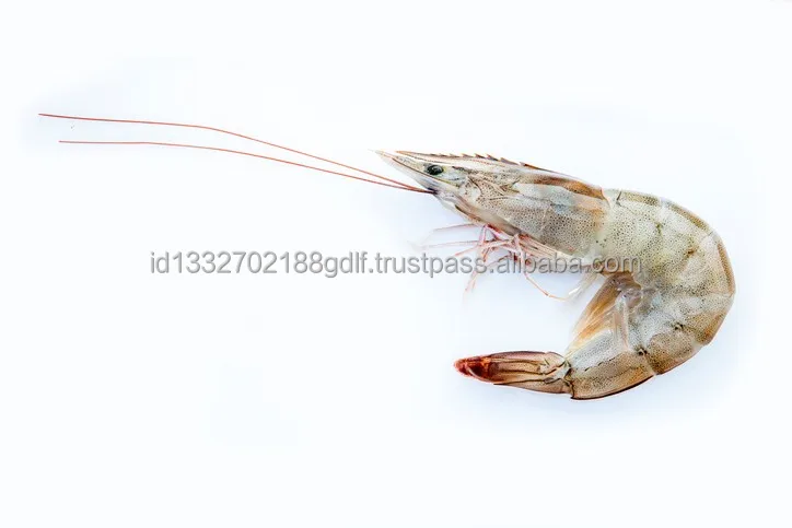 100% High Quality Wholesale White Shrimp/Fresh Water Prawn/Frozen Vannamei Shrimp Feed From Indonesia