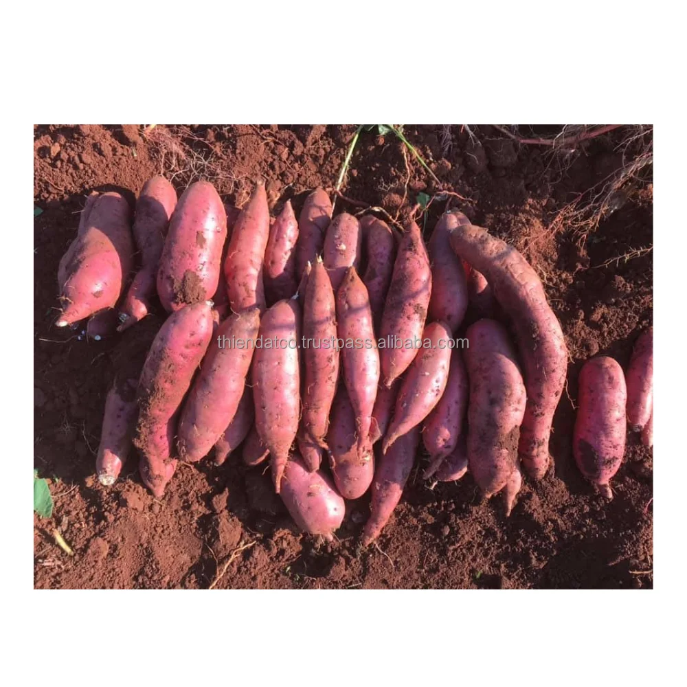 Лучшая цена, обычные овощи и фрукты, свежий мед, фиолетовый сладкий картофель из Вьетнама, для продажи