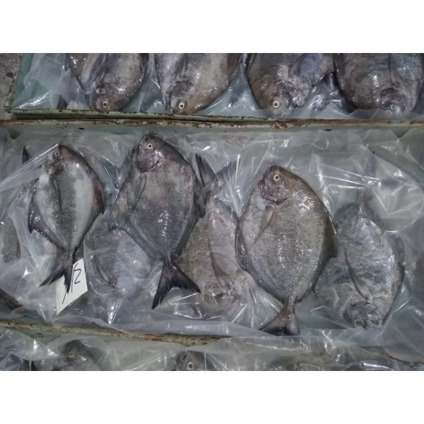 A Grade Black/white/Chinese Pomfret fish available