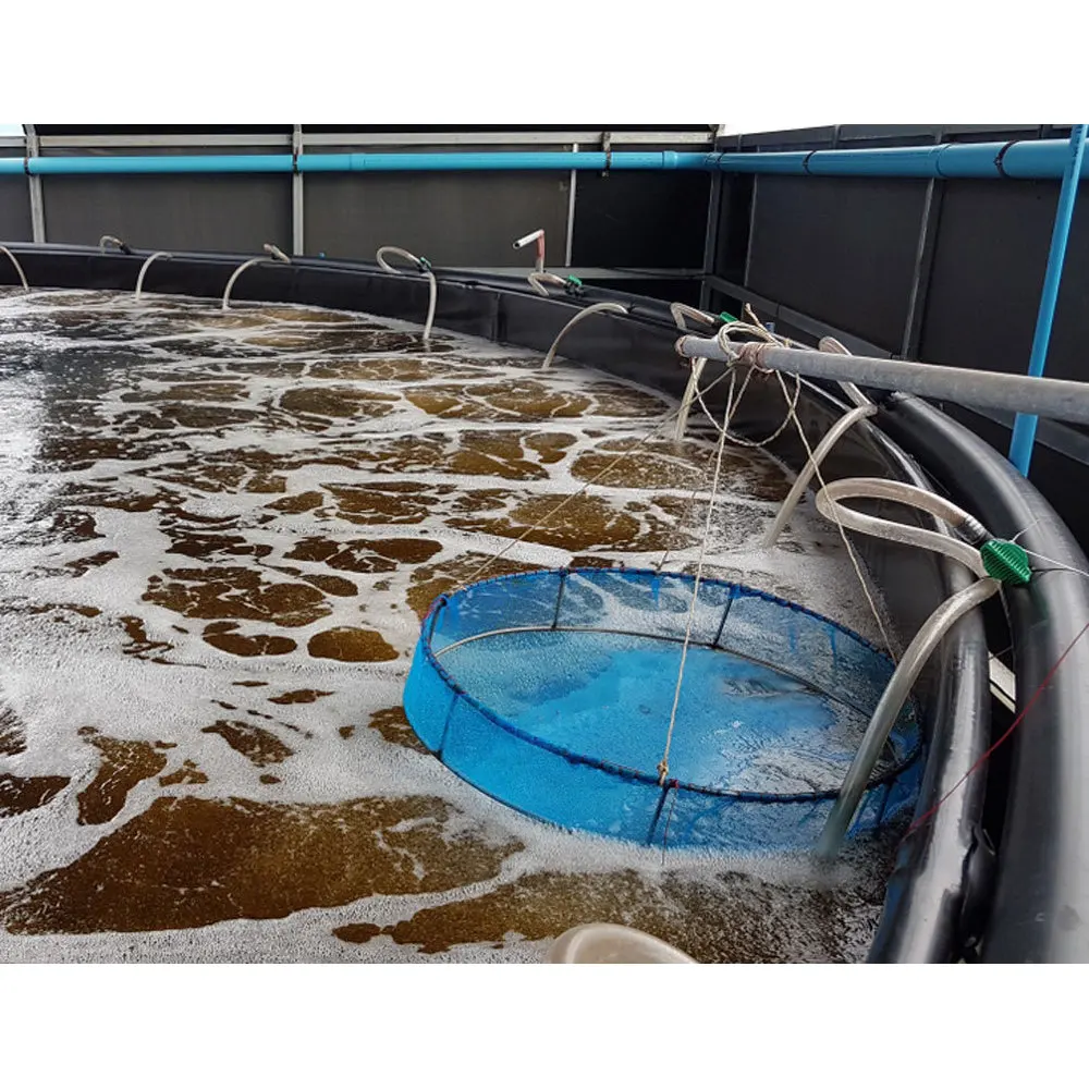 Aqua Probiotic Culture for High-Efficiency Biofloc Systems