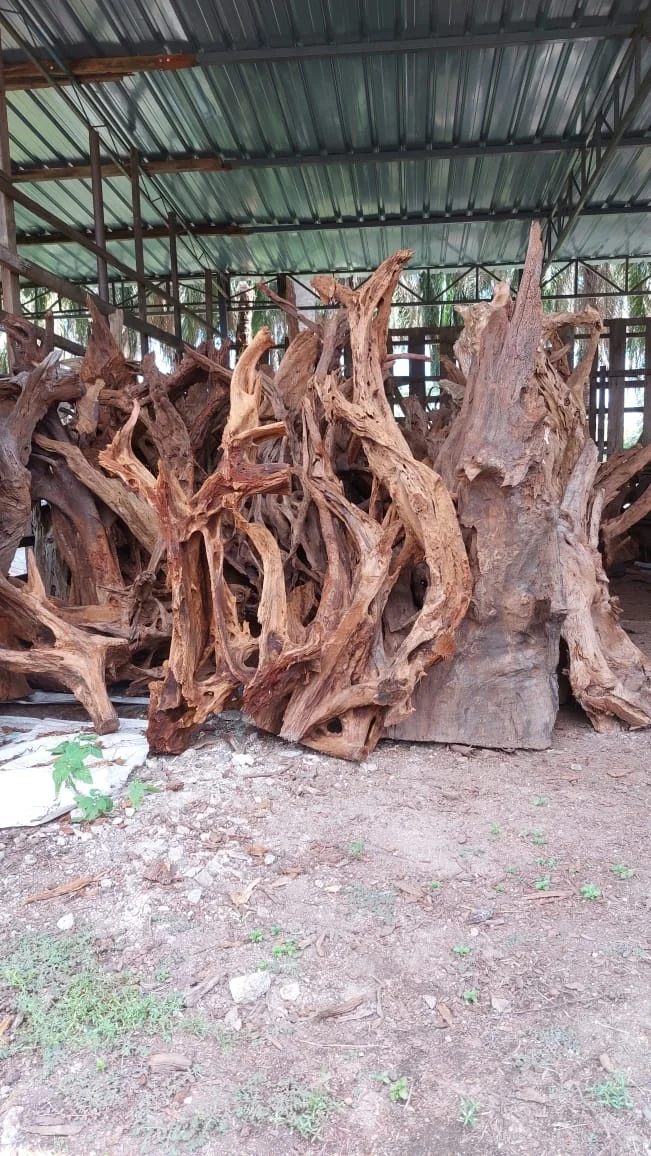 Best Selling Driftwood Malaysia Huge Shape Round Tank Decoration Terrarium Aquascape Nano Mangrove Roots Aquarium & Accessories