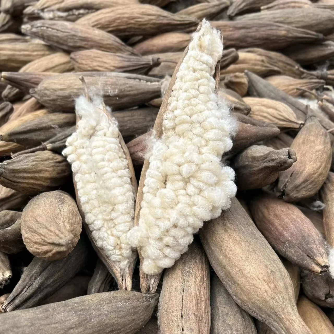 WHOLESALES NATURAL KAPOK FIBER 100% HIGH QUALITY FROM VIETNAM/NATURAL KAPOK FIBER UNBLEACHED FOR PILLOW MATTRESS FILLING