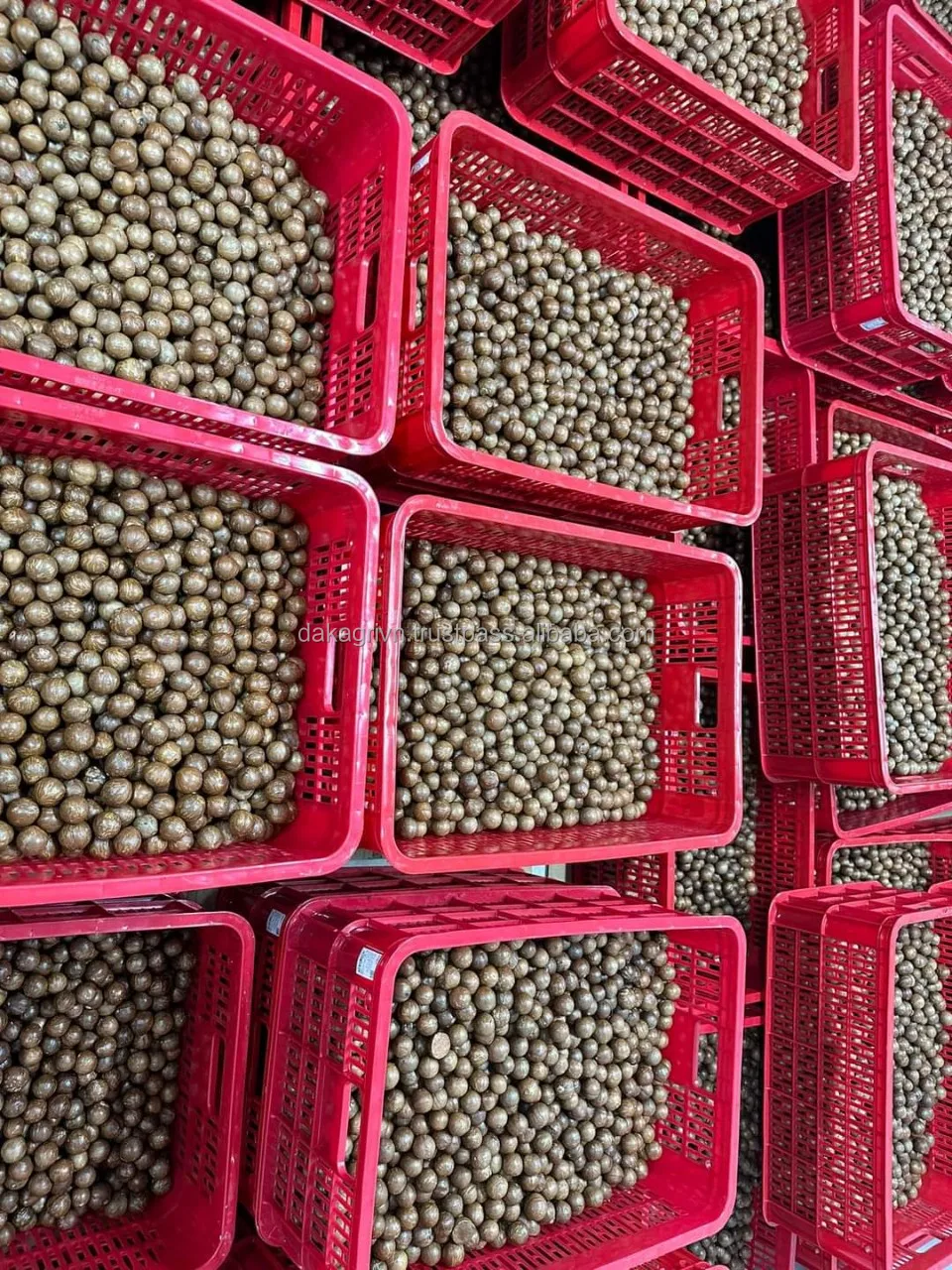 High Quality New Product Grade A OEM Common Food Dried Vietnam Dried Macadamia Nuts Store In Dry Place