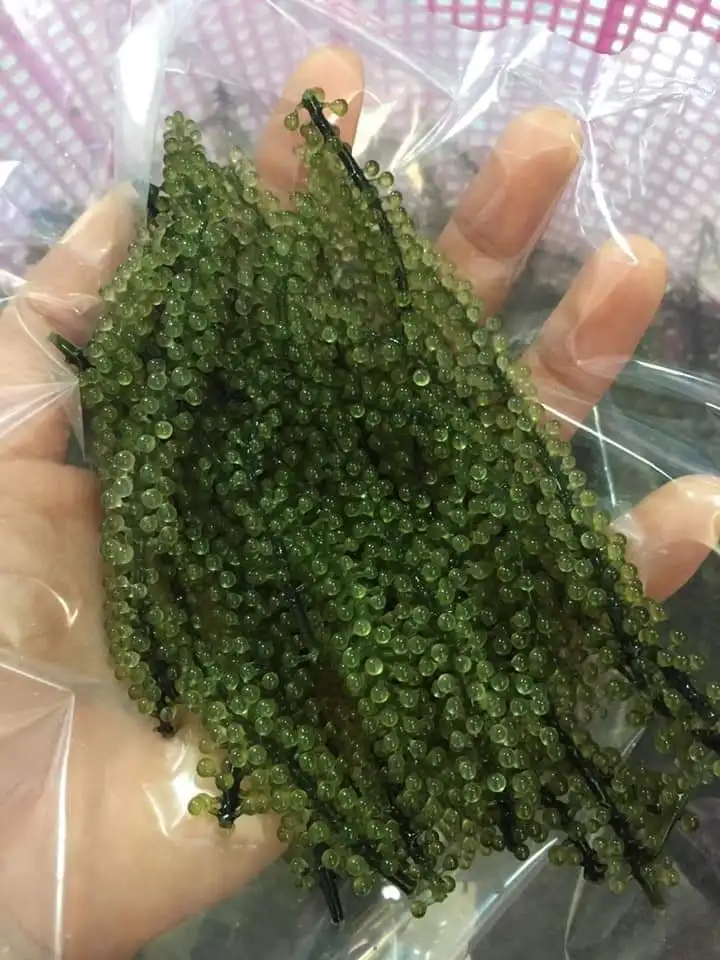 Органический морской виноград/сушеный виноград для здоровой пищи от Вьетнама/Ms. Julie + 84