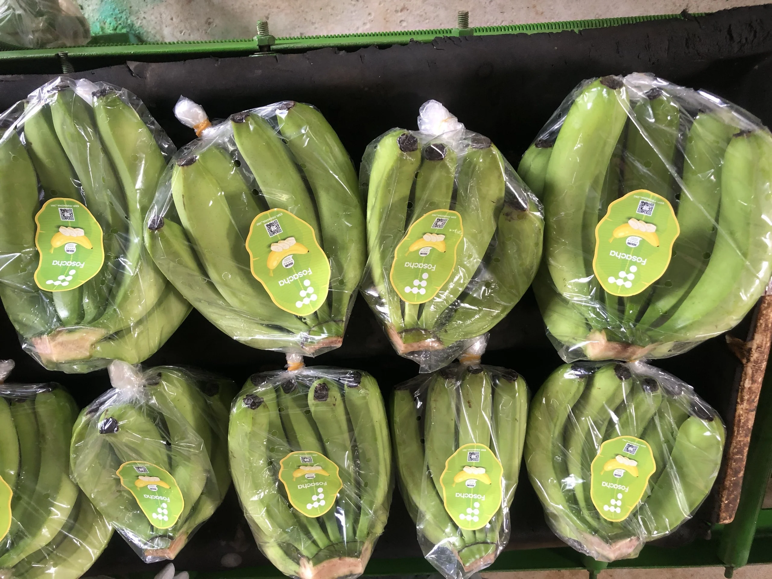 HIGHLAND BANANA HIGH QUALITY PRODUCED IN VIETNAM BIG SIZE EXOTIC FRUIT BEST PRICE