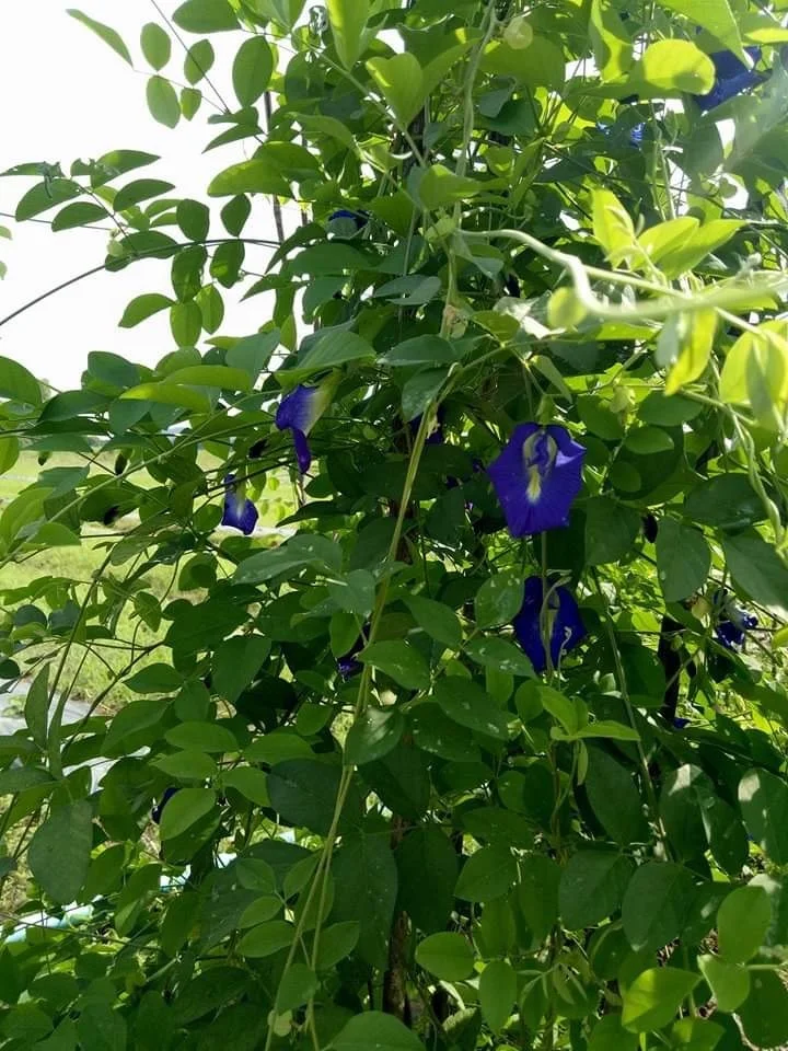 Butterfly Pea Flower dried Natural Food & Tea Thailand