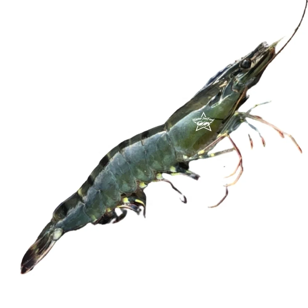 Black Tiger Shrimps Fresh Head On Shell On Net Weight Net Count Custom Packing Best Quality Size U-20 Master Seafood Product
