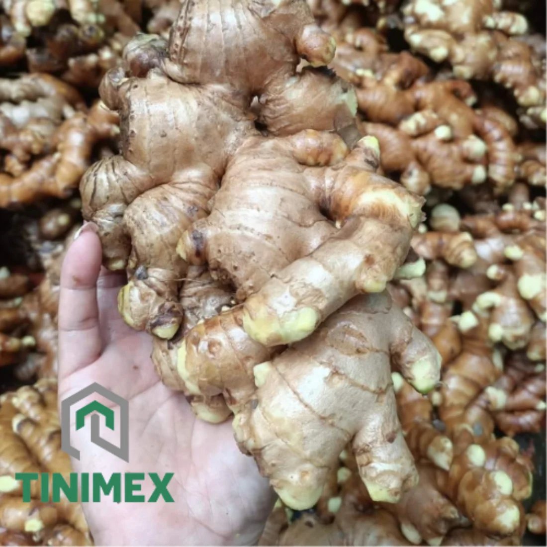TINIMEX GINGER | High Quality Fresh Elephant Ginger From Vietnam 2024/ Fresh Ginger Export Tel 0084366808683)