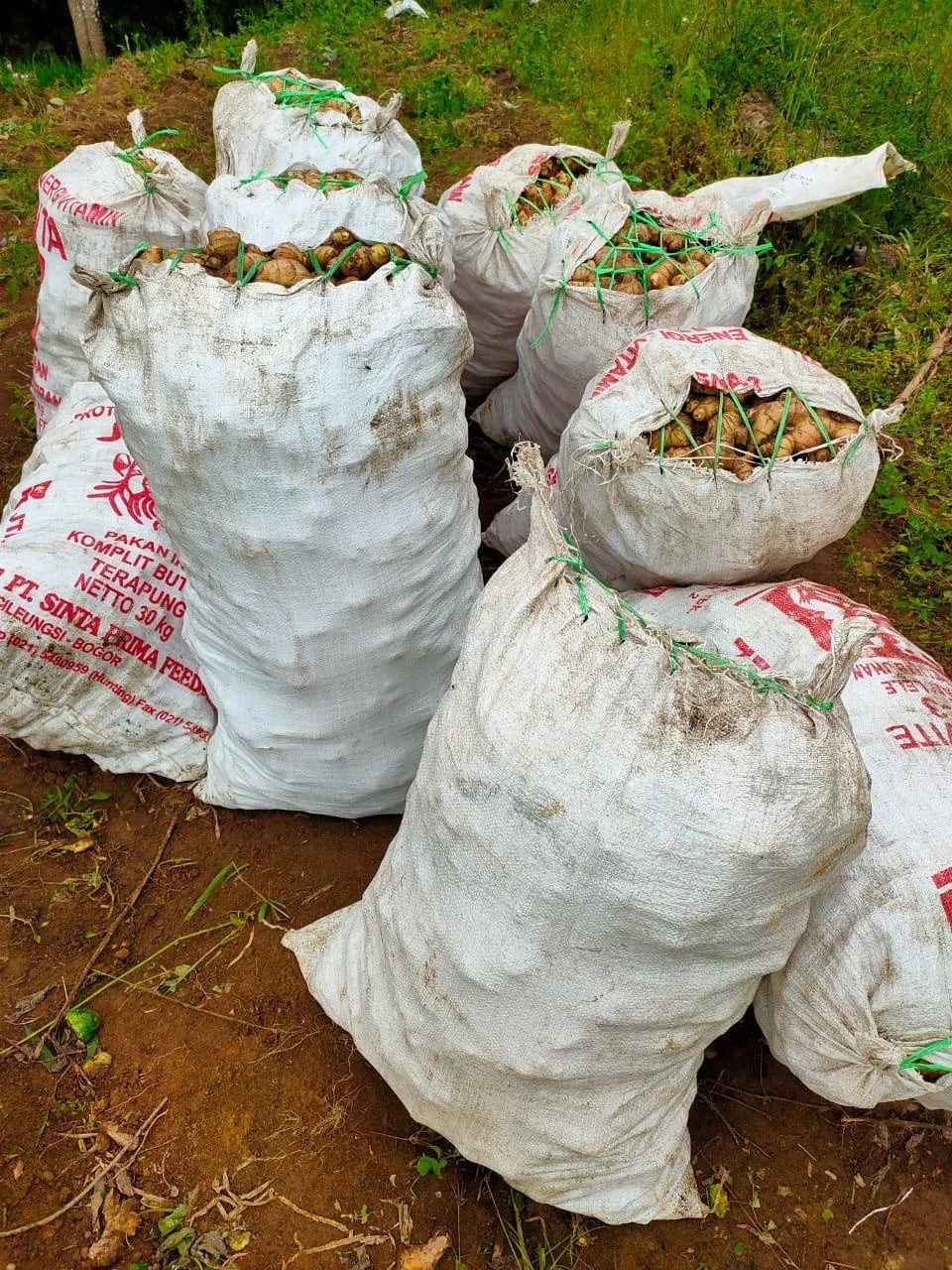 Свежий слон имбирь высокое качество экспорт