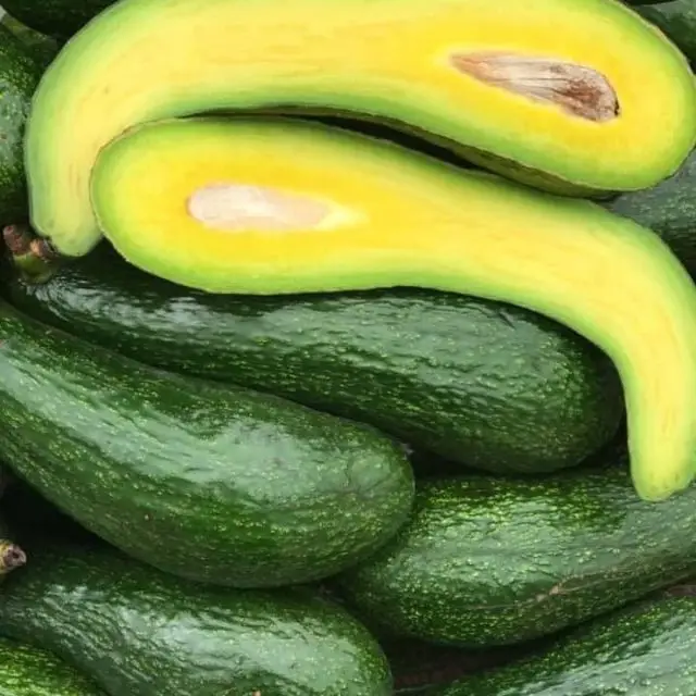 FRESH LONG NECK AVOCADO 034 VIETNAM NEWEST CROP 2021