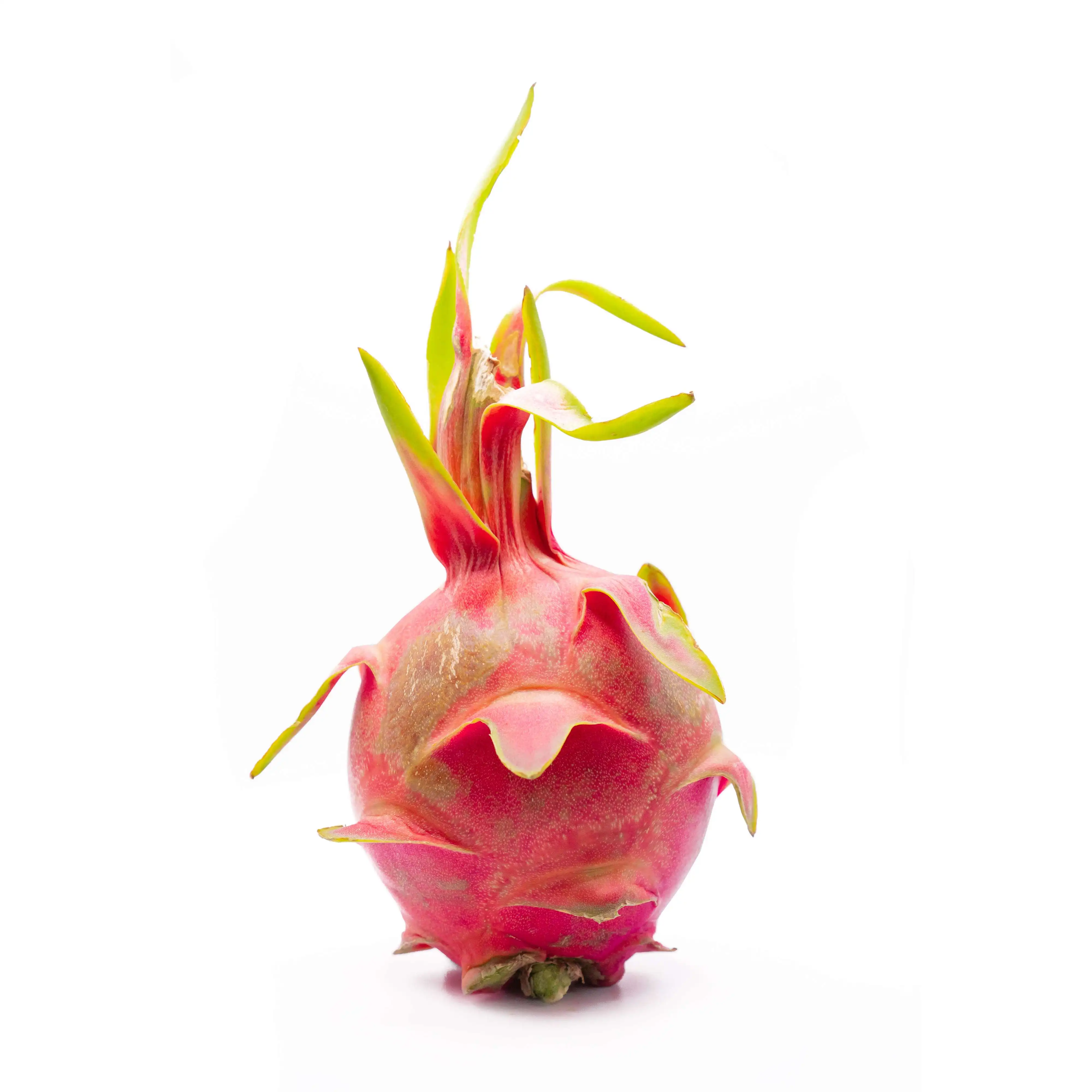 Dragon fruit red skin white flesh The Best Quality Lowest Factory Price Fresh Red Dragon Fruit Pink White Sweet Long Style