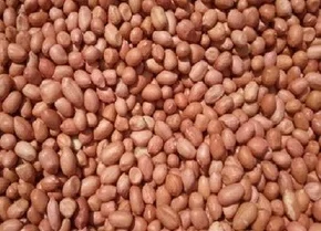 pink skin groundnut java 60 70 count best buy offer super fine peanut