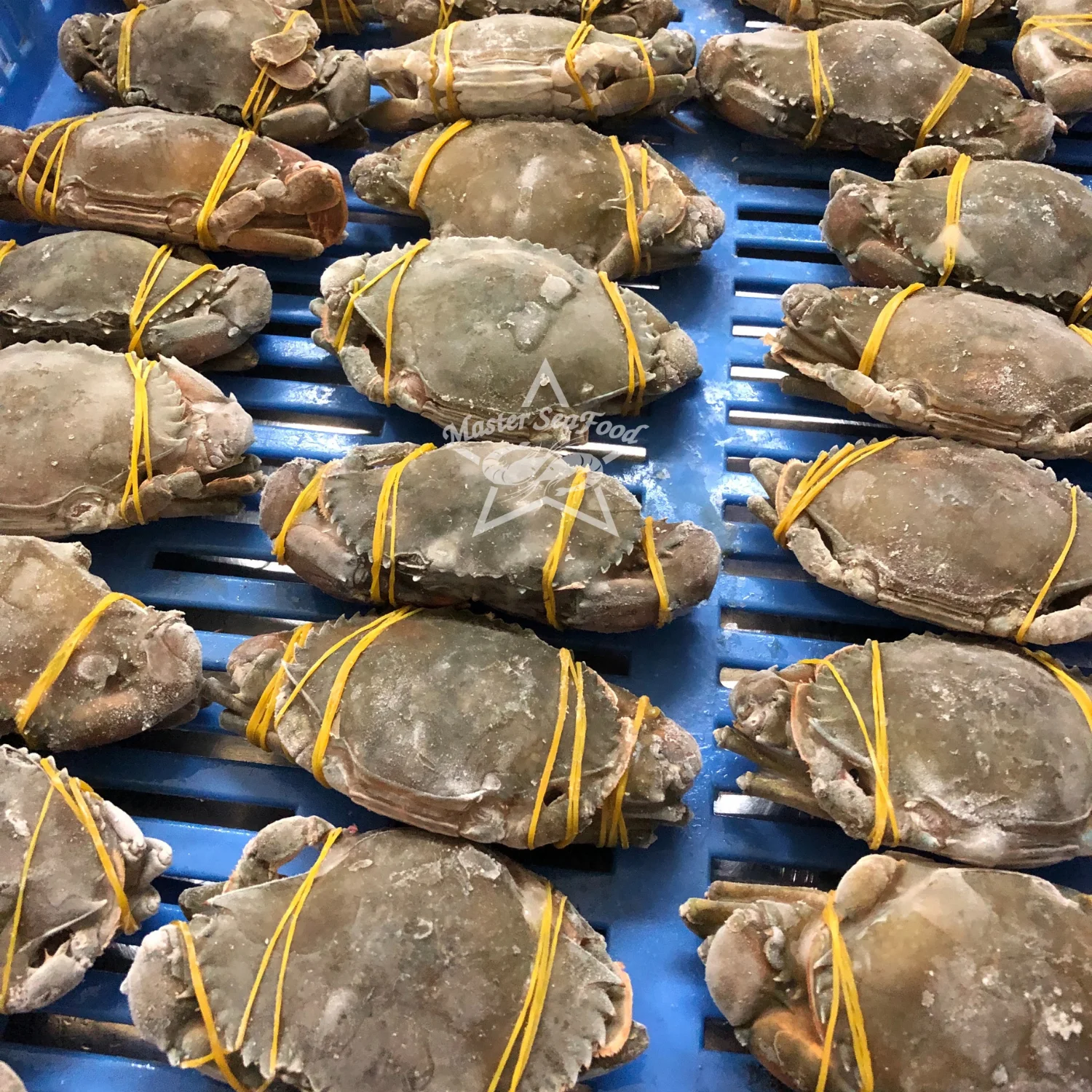 Mud Crab Frozen IQF Best Quality Master Seafood Product Size 300-1000gm Origin Bangladesh Wholesale offer Price