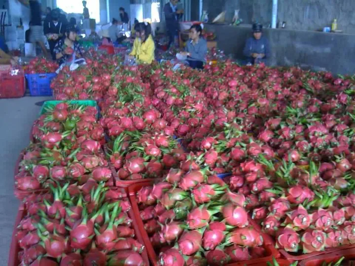 FROZEN RED DRAGON FRUIT VIETNAM - BEST PRICE IQF DRAGON FRUIT FOR NOW - IQF PITAYA WITH PREMIUM QUALITY AND BEST SERVICE EVER