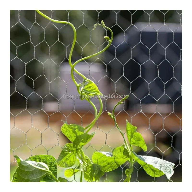 Galvanized Hexagonal Wire Netting/hexagonal Wire Mesh/chicken Wire Fence Chain Link Mesh Low-carbon Iron Wire