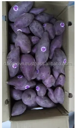 High Quality Agriculture Vietnam GMO Cultivation Type 15sm Size New Fresh Fruit Japanese Sweet Potato For Cooking