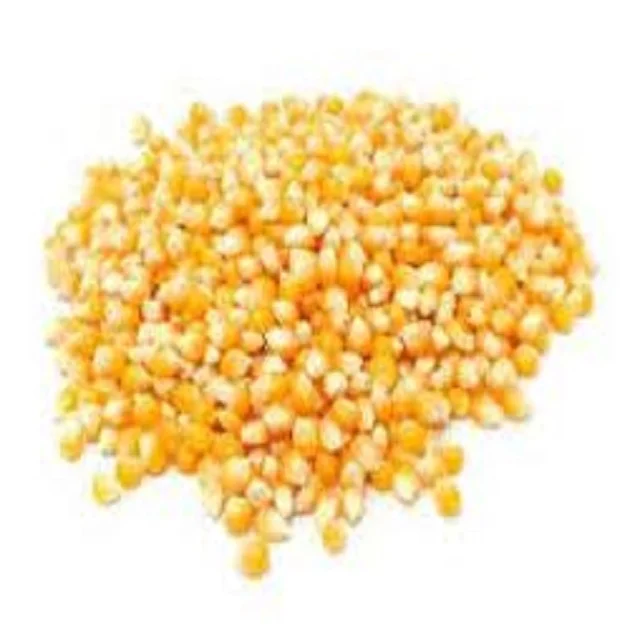 yellow seed popcorn maize non-gmo best popcorn Kernels popping corn raw maize seeds organic dried grade product maize
