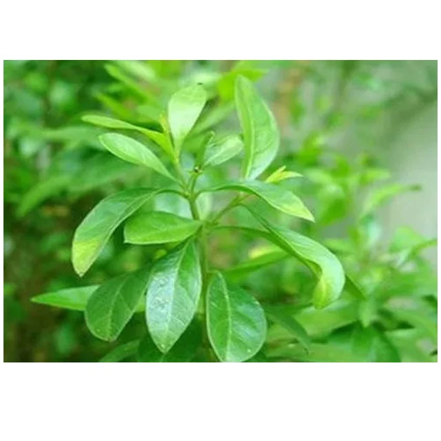 GUL HINA ATTAR производитель KANHA NATURE oil Индия оптовая цена Высокое качество купить оптом премиум