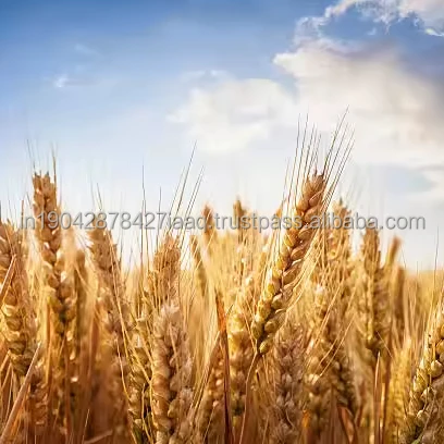Best Market Price Wheat Grain In Bulk 100% Pure & Nutrition Wheat Grain Buy From Indian Manufacturer pure wheat