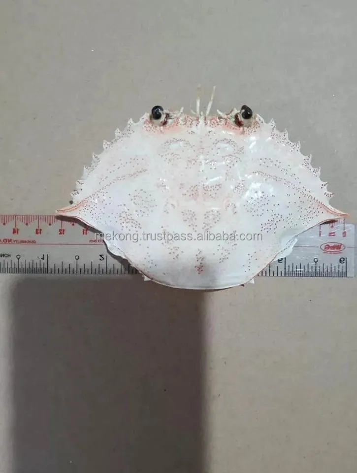 Hot Sales High Quality  Clean Dried Crab Cover For Stuffed Crab And Decoration Private Label Packaging Available