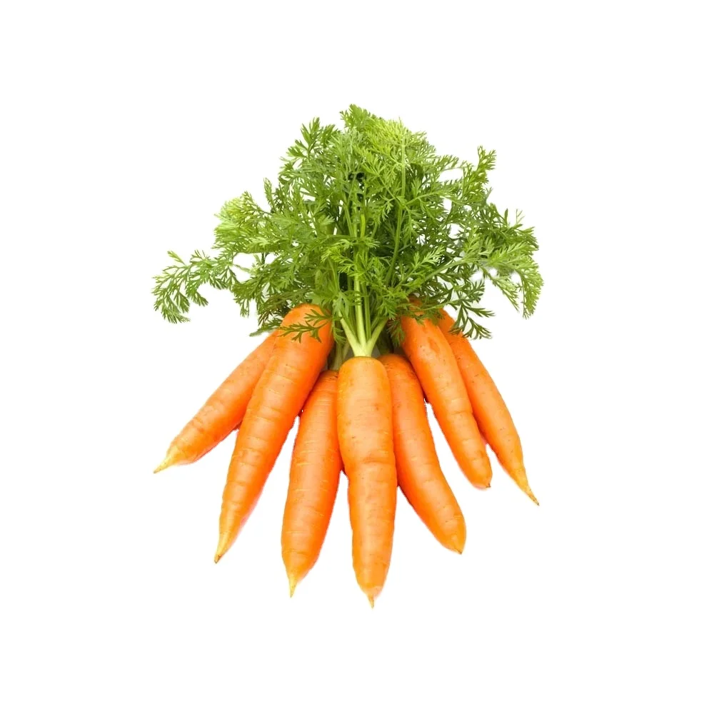 Vietnam fresh carrot factory supplies fresh 2023 new crop vegetables wholesale fresh carrots price for imported carrot