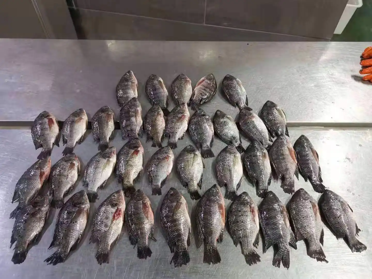 Frozen Fish Fresh Tilapia Supplier Block Bulk Style Packaging Package Weight Lbs Shelf Origin Latin Type TILAPIA WHOLE ROUND