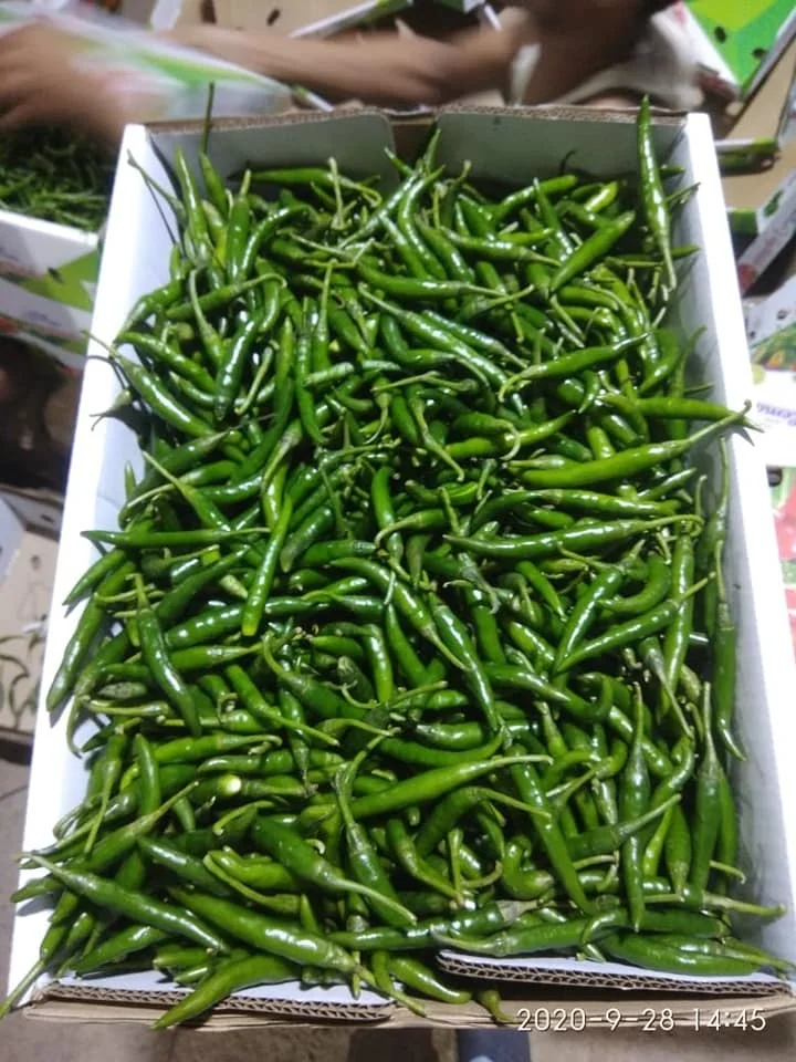 Fresh Green Chilly/G4 Chilly/Fresh Indian Vegetables!