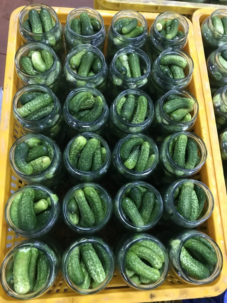 720ml PICKLED MIDDLE CUCUMBER GHERKINS IN BRINE GLASS JAR GREEN LIDS OEM PACKING WITH COMPETITIVE PRICE FROM VIETNAM FACTORY