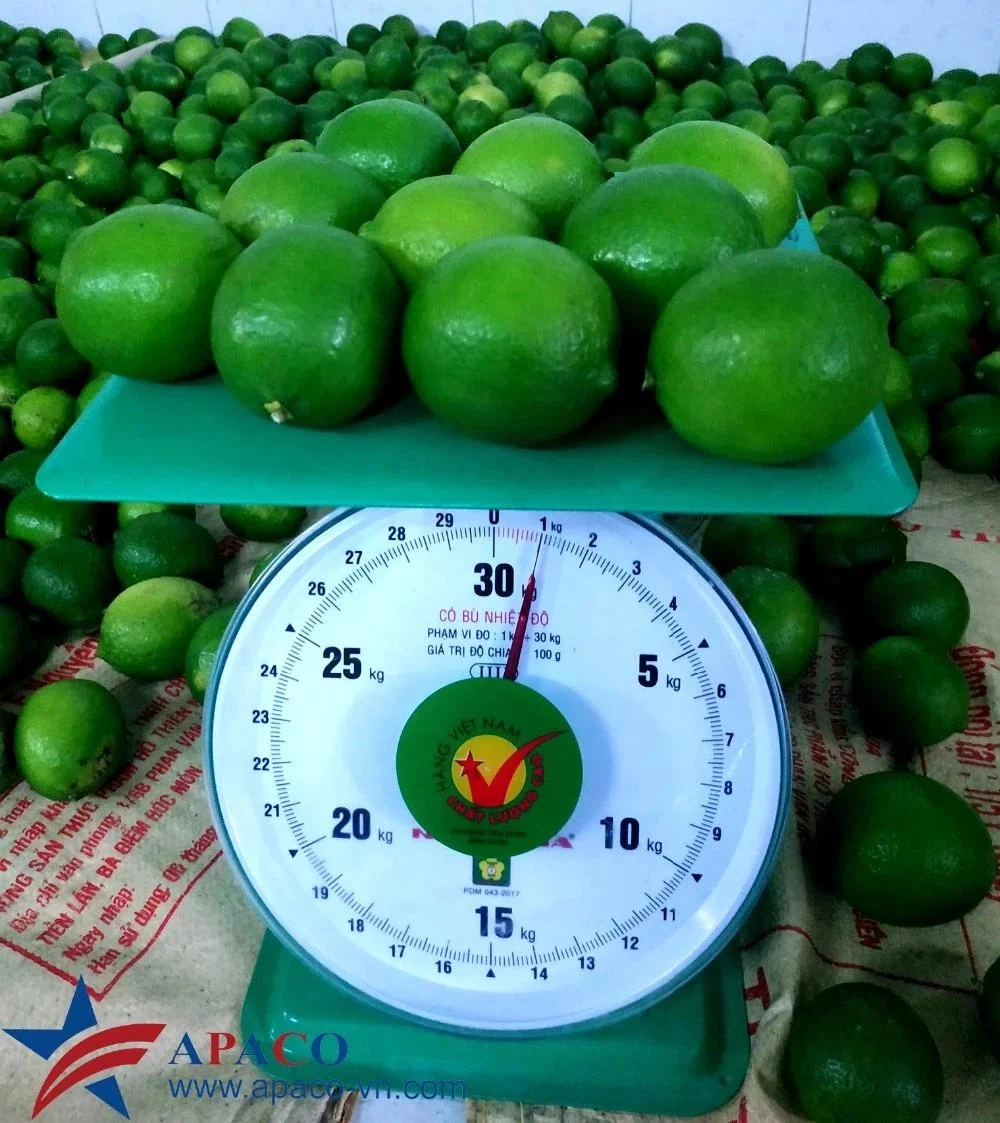 Hight Quality FRESH SEEDLESS / Fresh Seedless Watermelon Vietnam/ Fresh Seedless Vietnam Lime