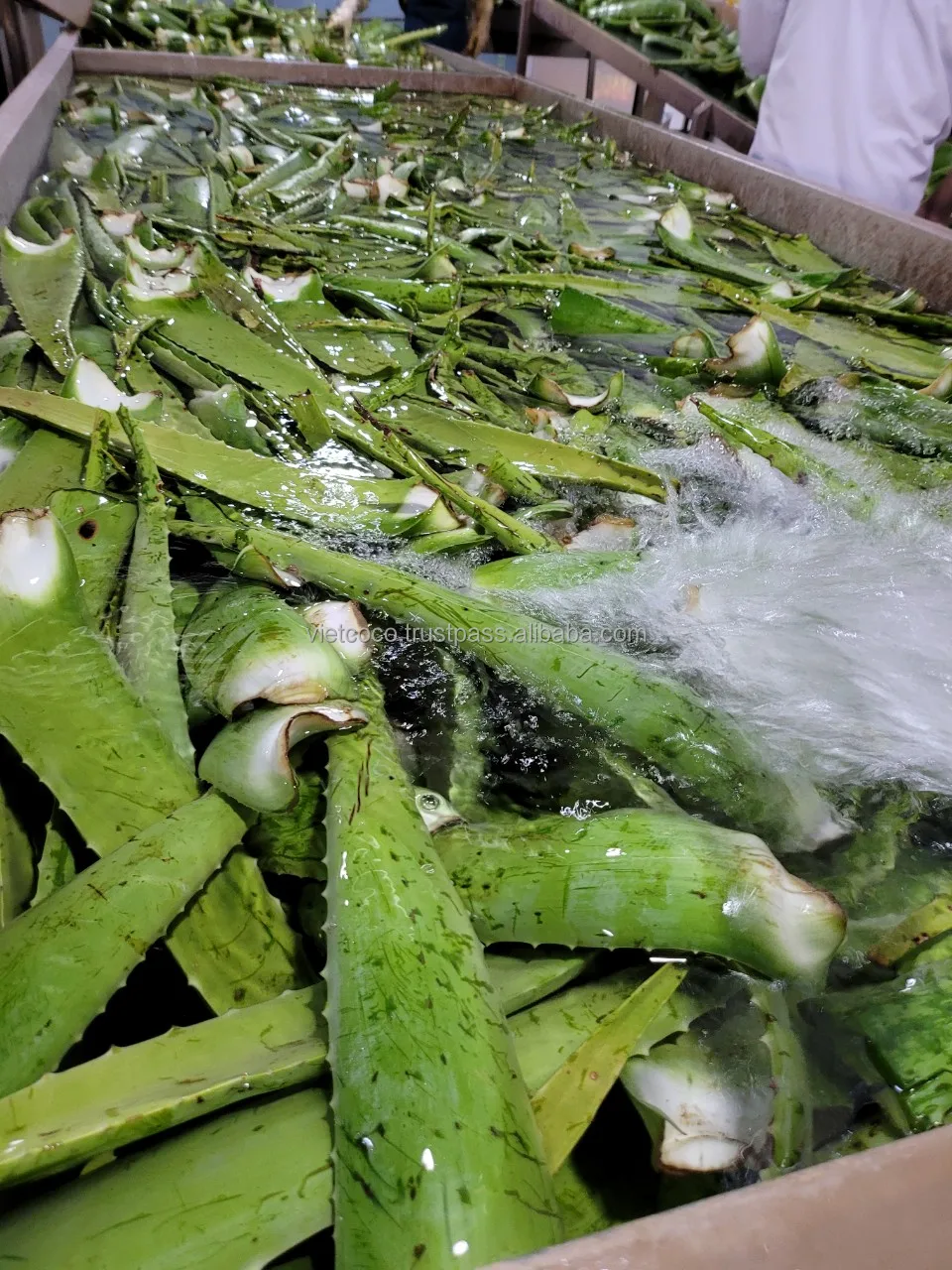 Aloe Vera Premium Quality Natural Light Syrup Yaourt Drink Beverage Fresh Natural Flavor No Preservatives