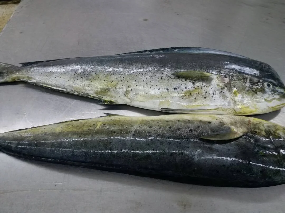 FROZEN MAHI FISH-DOLPHIN FISH (CORYPHAENA HIPPURUS) INDIAN EXPORT