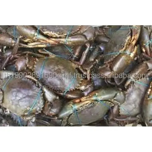 mud-crabs-500x500.jpg