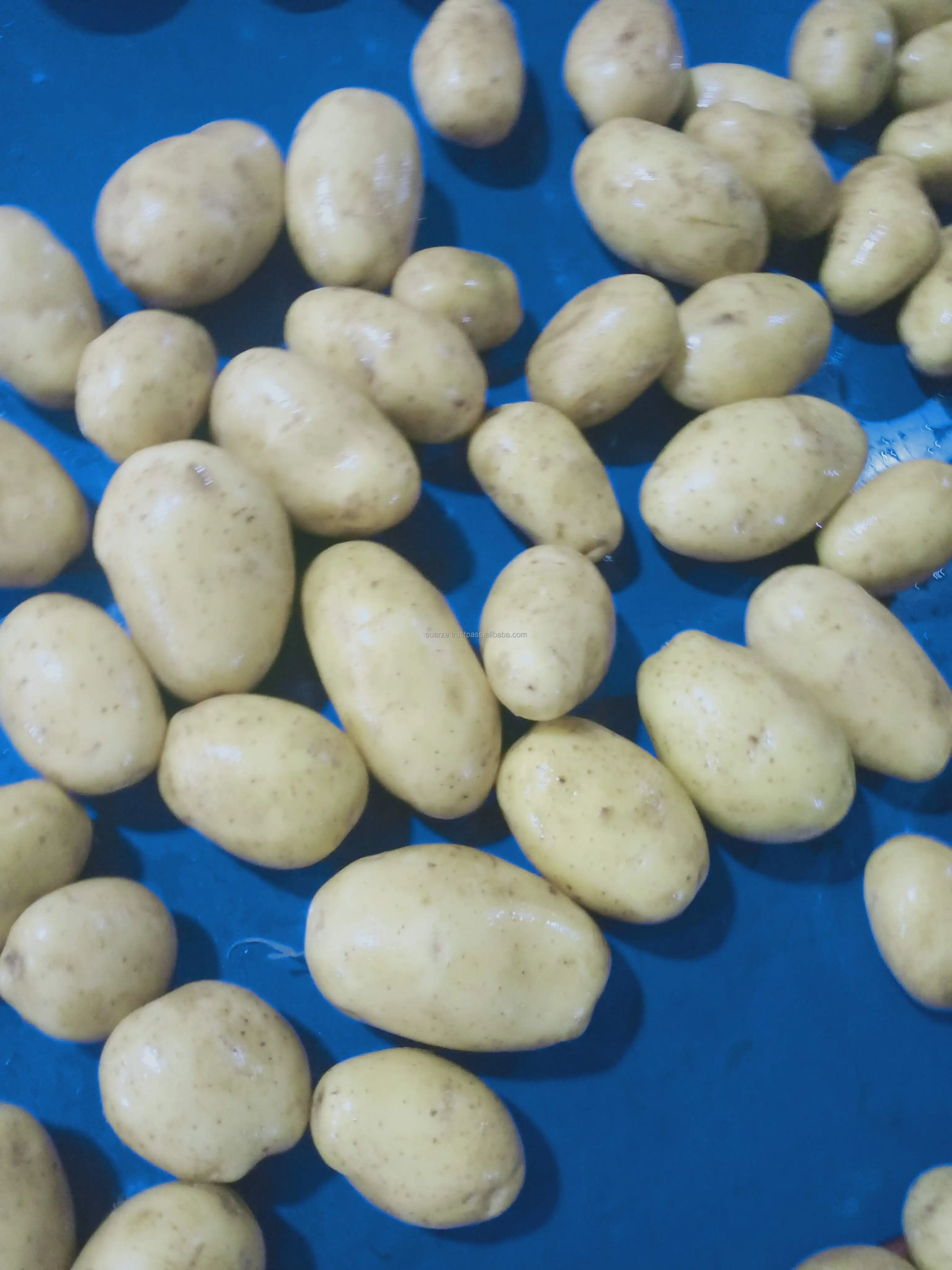 Fresh Mozika Potato Special for Industrial Chips