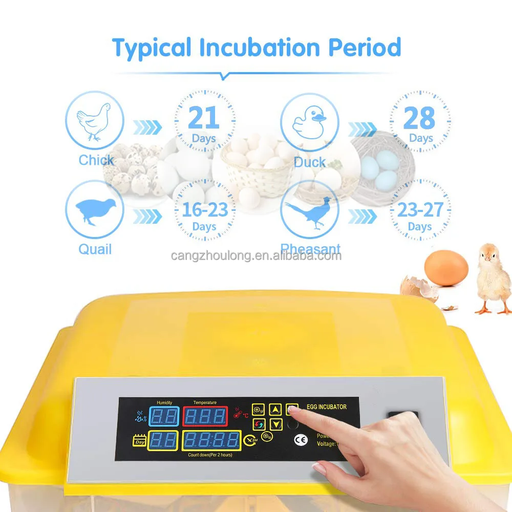 ZZ Fully Automatic Chicken Egg Incubator 48 Capacity Eggs Incubator For Sale